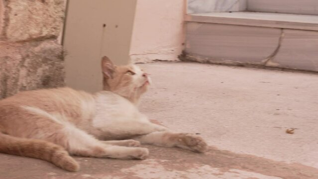 rote Katze liegt alleine auf steinigem Boden und guckt gelangweilt umher.
