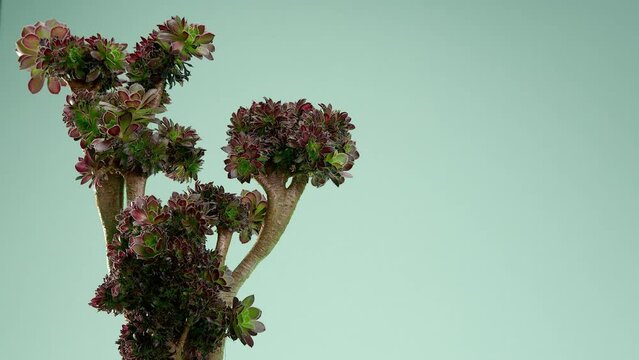 The man puts the vase on the table. Incredible Aeonium cristata Shwarts, succulent in a white square pot on a blue borderless background. Blue cyclorama. Copy space.