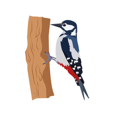 Great spotted woodpecker on a white isolated background. Vector illustration. - obrazy, fototapety, plakaty