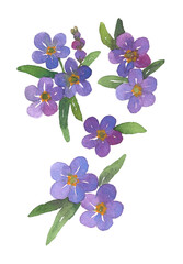 watercolor painting of forget me not flowers.
