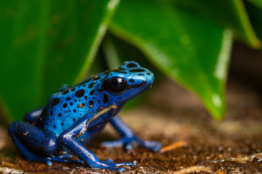 poison dart frog macro