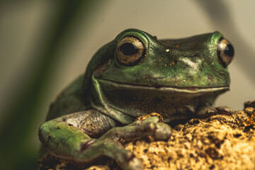 Close up of frog