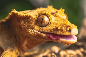 Crédence de cuisine en verre imprimé Léopard close up of leopard gecko