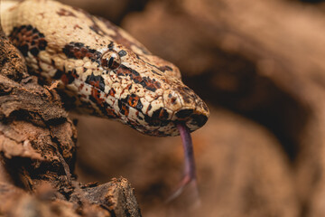 close up of a snake