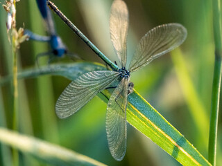 Libelle