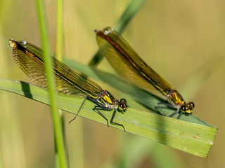 Libelle