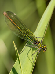 Libelle