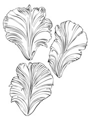 Vector hand drawing line art petal. Spring