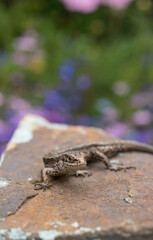Common lizard, , Zootoca vivipara, against diffuse background of wild flowers.