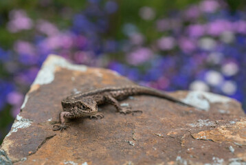 Common lizard, , Zootoca vivipara, against diffuse background of wild flowers.