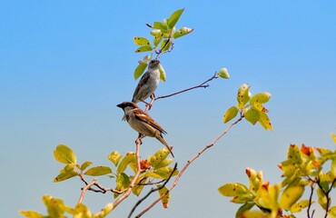 bird on a branch