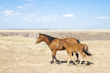 A brown horse with a foal galloping in the steppe desert