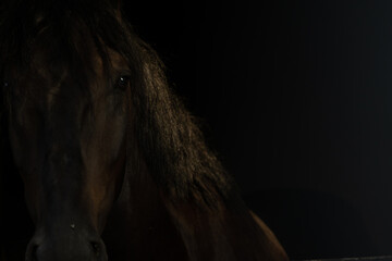 black horse portrait - obrazy, fototapety, plakaty