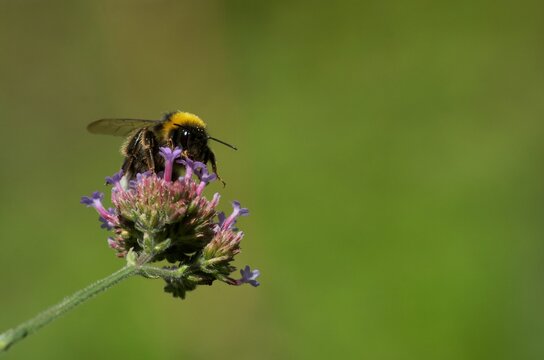 Abeille qui butine