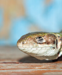 lizard head portrait side view