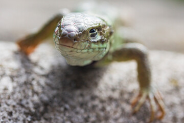 portrait of a walking lizard front view