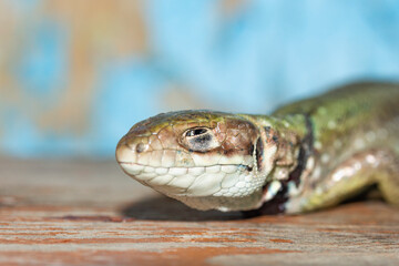 side portrait of a lizard with a wounded neck
