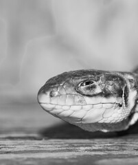 side view portrait of a lizard head, in black and white
