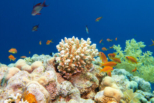 Colorful, picturesque coral reef at bottom of tropical sea, hard and soft corals with Anthias fishes, underwater landscape