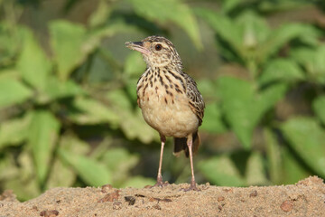 Jerdon's Bushlark