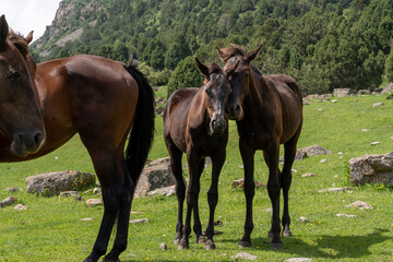 Two young foals stand next to their mother