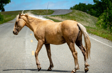 Obraz premium Wild tan horse crosses a rural highway