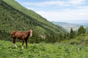 Fototapeta na wymiar Landscape with a horse in the foreground and high green mountains in the background