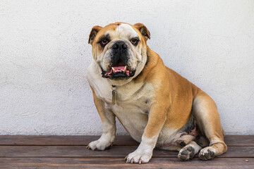 Portrait of bulldog sitting on wooden floor and white background