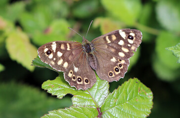 A Female Speckled Wood Butterfly
