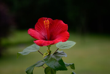 Red Hibiscus flower