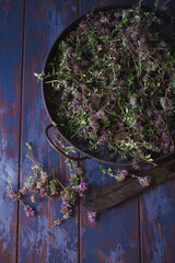 Vintage metal tray with fresh plants of wild thyme havested for drying.