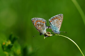 Hauheuchel-Bläuling bei der Paarung