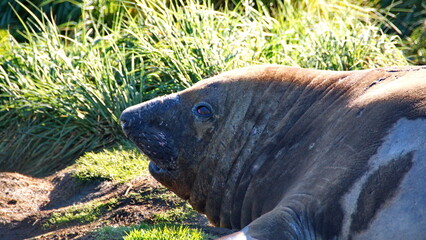 Close up of a southern elephant seal (Mirounga leonina) molting in the tussock grass at Jason Harbor on South Georgia Island