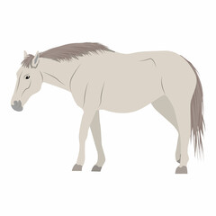 White horse. Realistic farm animal