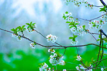 Blossom