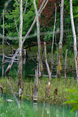 Lake Norris Backwater Swamp