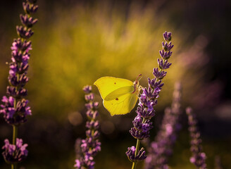 Motyl Latolistek Cytrynek na kwiatach lawendy