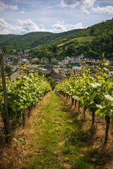 Fototapeta na wymiar Vineyards in Traben- Trarbach (Germany)