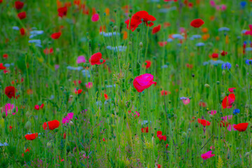 Poppy Garden 