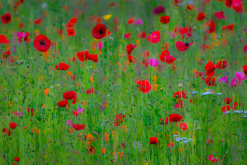 Fototapeta premium Poppy Garden 