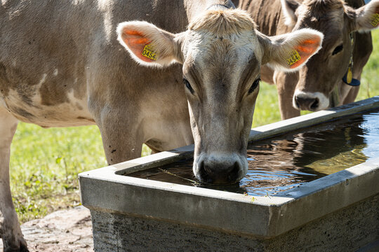 Rind trinkt Wasser aus einem Brunnen, Malbun, Lichtenstein