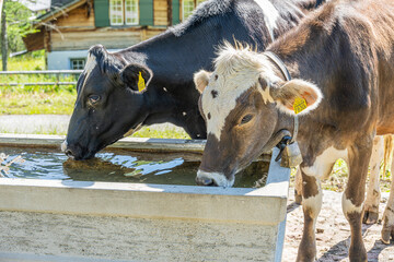Rinder trinken Wasser aus einem Brunnen, Malbun, Lichtenstein