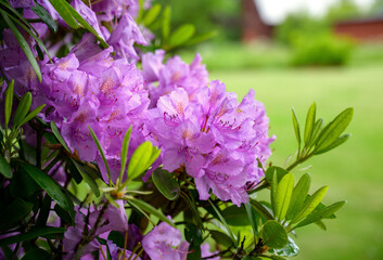 Rhododendron 