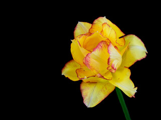 yellow tulip isolated on black
