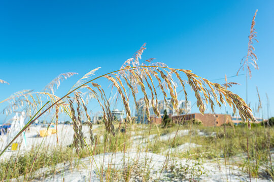 Sea oats swaying with the wind