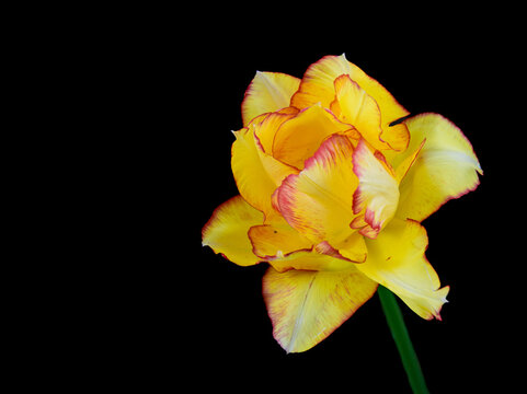 yellow tulip isolated on black