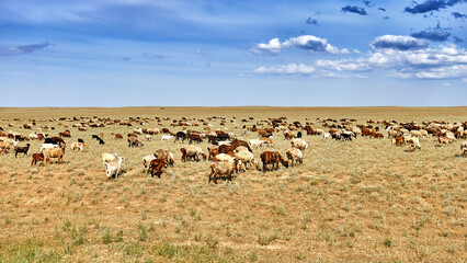 sheep and goats grazing in the steppe