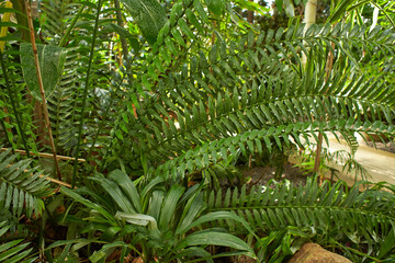 Green tropical plants in jungle garden close up of leaves. Close up