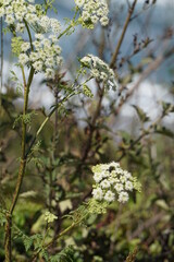 White Flowers