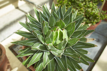 Agave Species, King Ferdinand Agave, Century Plant, Maguey (Agave nickelsiae) plant, flower growing in Dublin, Ireland. - obrazy, fototapety, plakaty